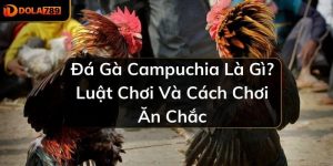 Đá Gà Campuchia Là Gì? Luật Chơi Và Cách Chơi Ăn Chắc