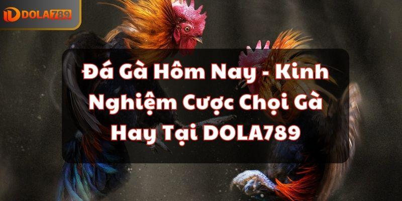 Đá Gà Hôm Nay - Kinh Nghiệm Cược Chọi Gà Hay Tại DOLA789