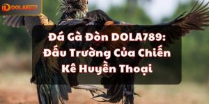 Đá Gà Đòn DOLA789: Đấu Trường Của Chiến Kê Huyền Thoại